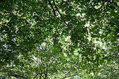 管理冒险游戏《熊与早餐》现已发售 Steam评价“特别好评”